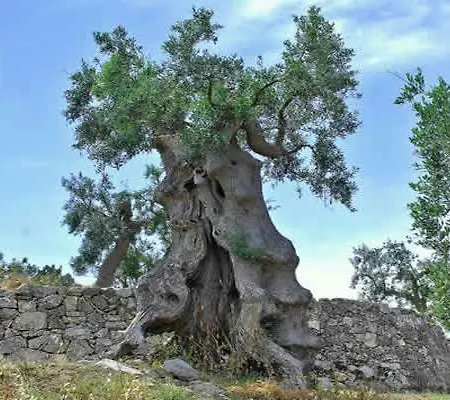 Scioleion